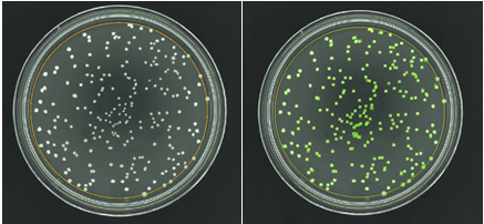 Images of a pour plate before and after analysis in ProtoCOL 3